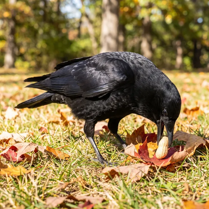 Crow hiding a peanut in autumn leaves